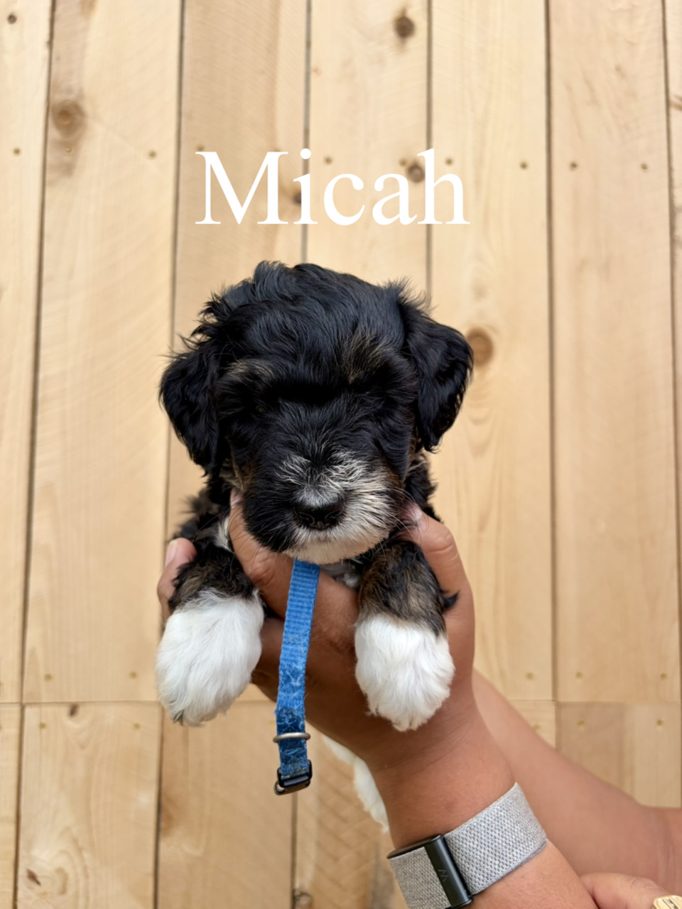 Micah (dark blue collar) 1